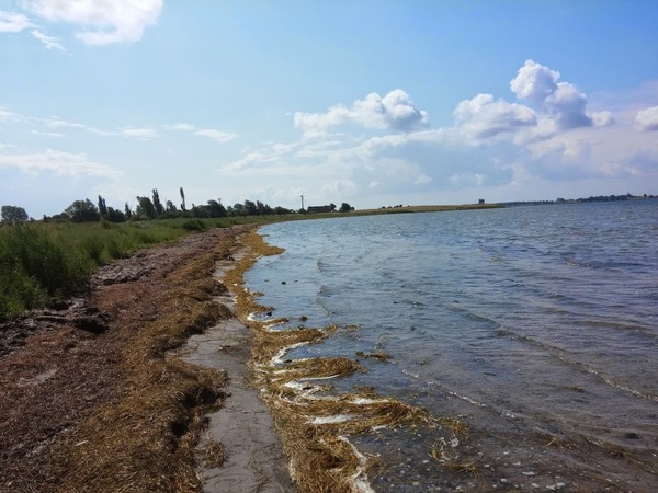 Vesterskov