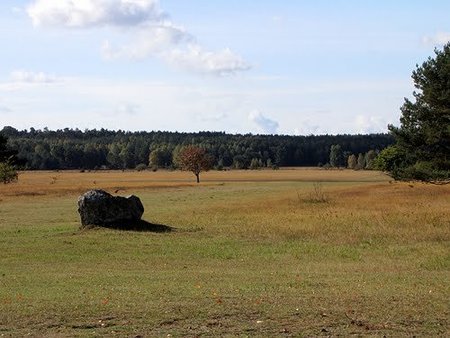 Reinsehlen